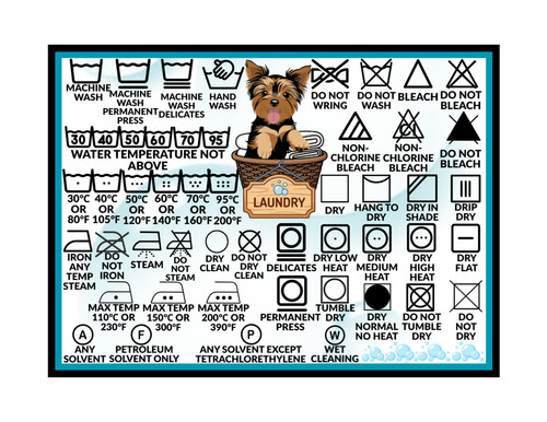 Yorkshire terrier yorkie - yorkshire, dog