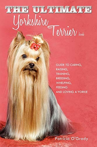The ultimate yorkshire - yorkshire, terrier