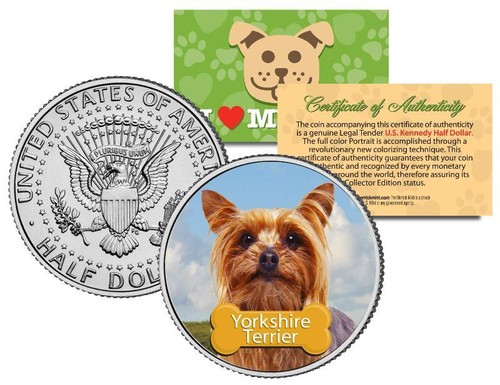 Yorkshire terrier jfk - yorkshire,