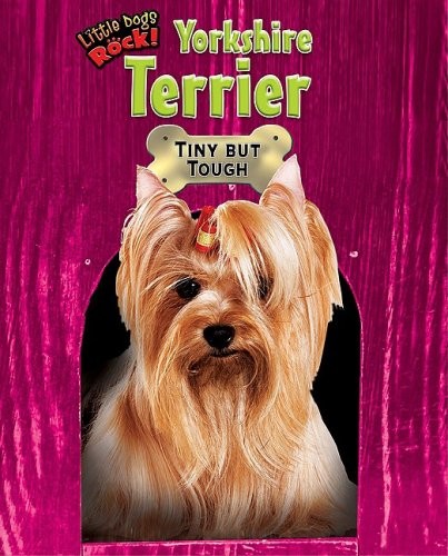 Yorkshire terrier tiny but to - terrier:,