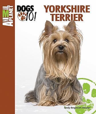 Yorkshire terrier mesmer - terrier, by