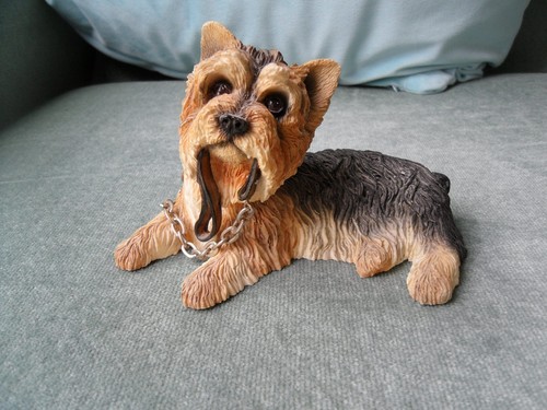 Yorkshire terrier with lead - with,