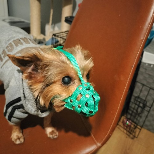 Nylon dog muzzle - nylon, yorkshire