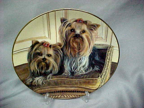 Pampered pair yorkie - yorkie, pals