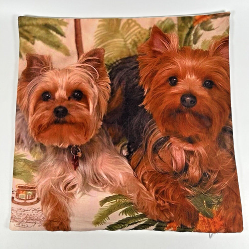 Yorkshire terrier pair close - yorkshire,