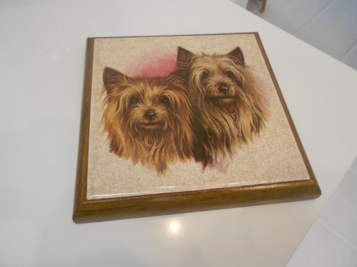 Yorkshire terrier framed - terrier,