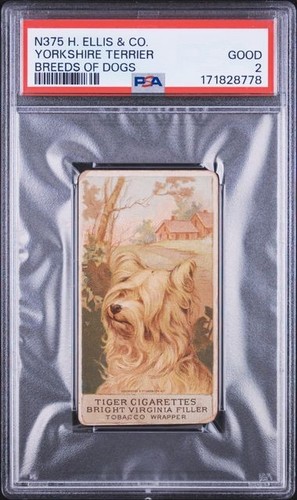 Yorkshire terrier 1889 n375 - yorkshire,