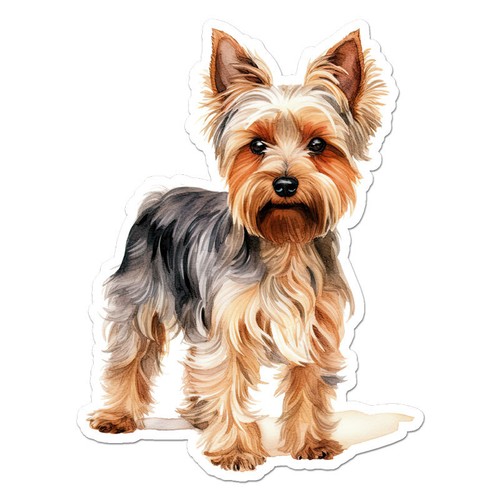 Yorkie yorkshire terrier - yorkie,