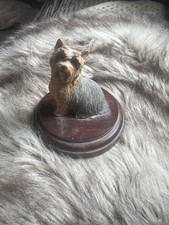 Vintage Yorkshire Terrier