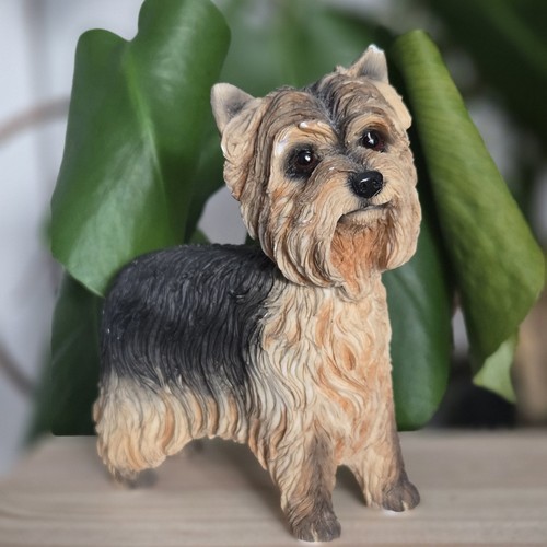 Leonardo yorkshire terrier - leonardo,